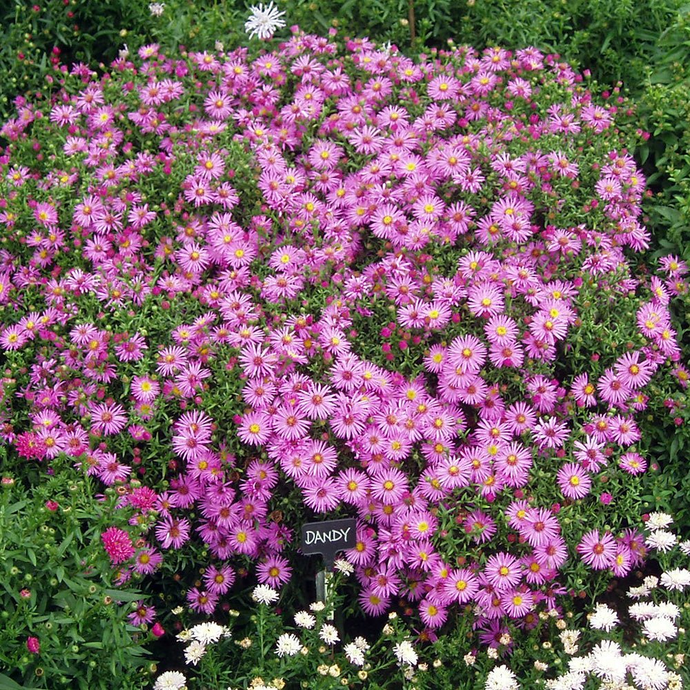Steluta de Toamna (Aster) Peter Harrison