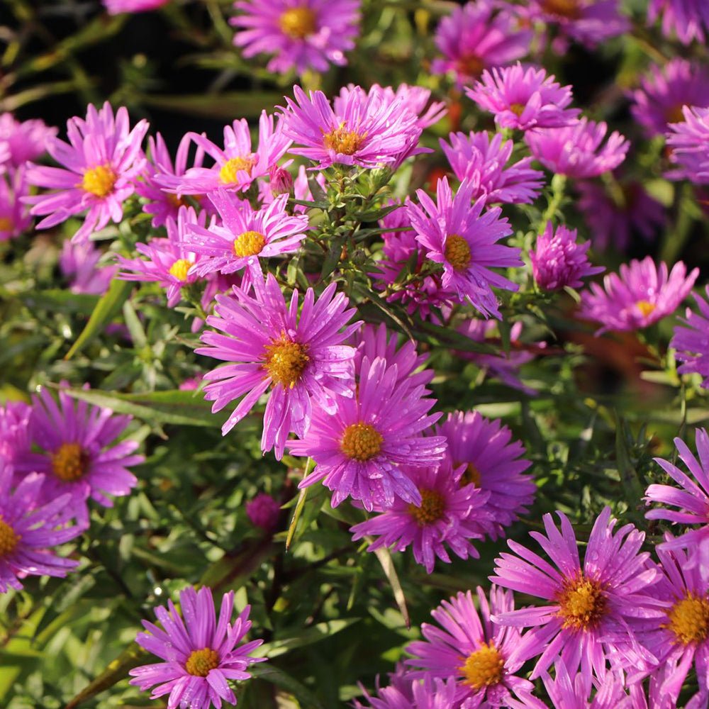 Steluta de Toamna (Aster) Peter Harrison