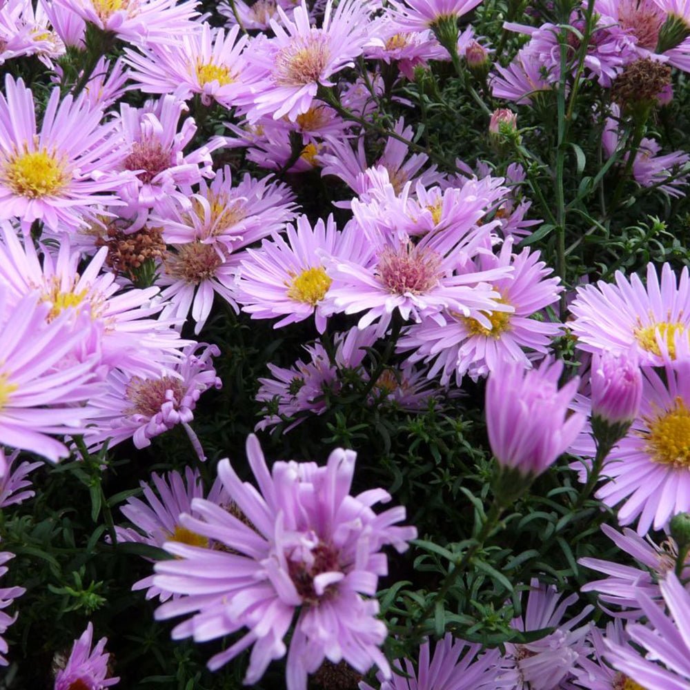 Steluta de Toamna (Aster) Peter Harrison