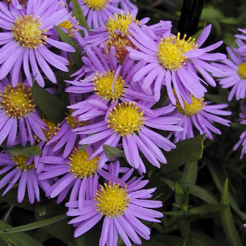 Steluta de Toamna (Aster) Professor Anton Kippenberg