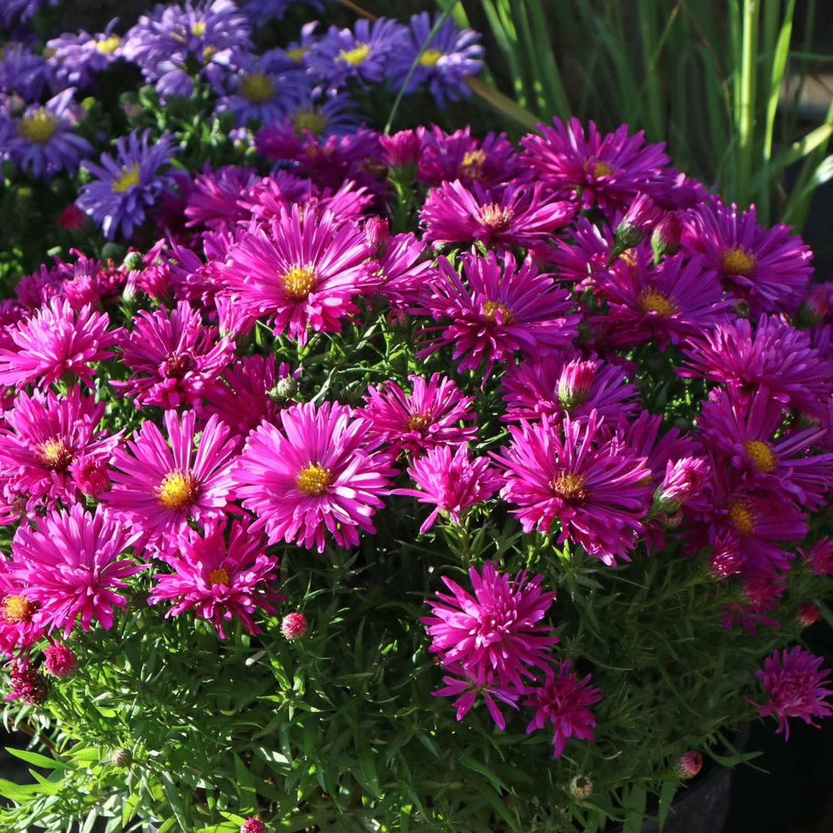 Steluta de Toamna (Aster) Rosenwichtel