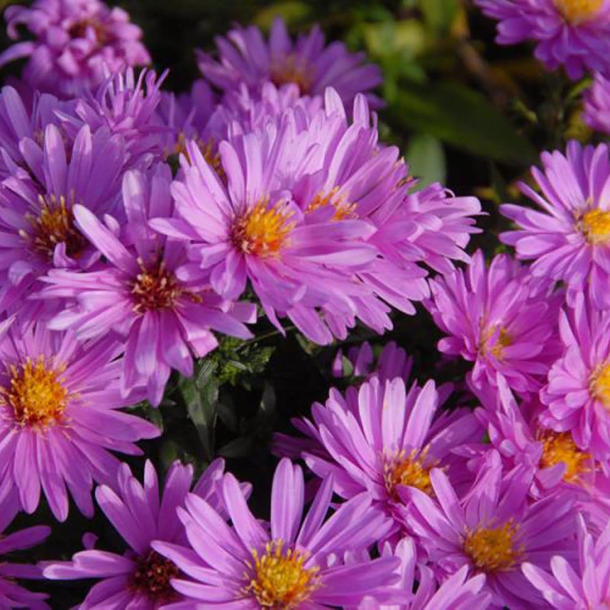 Steluta de Toamna (Aster) Rosenwichtel