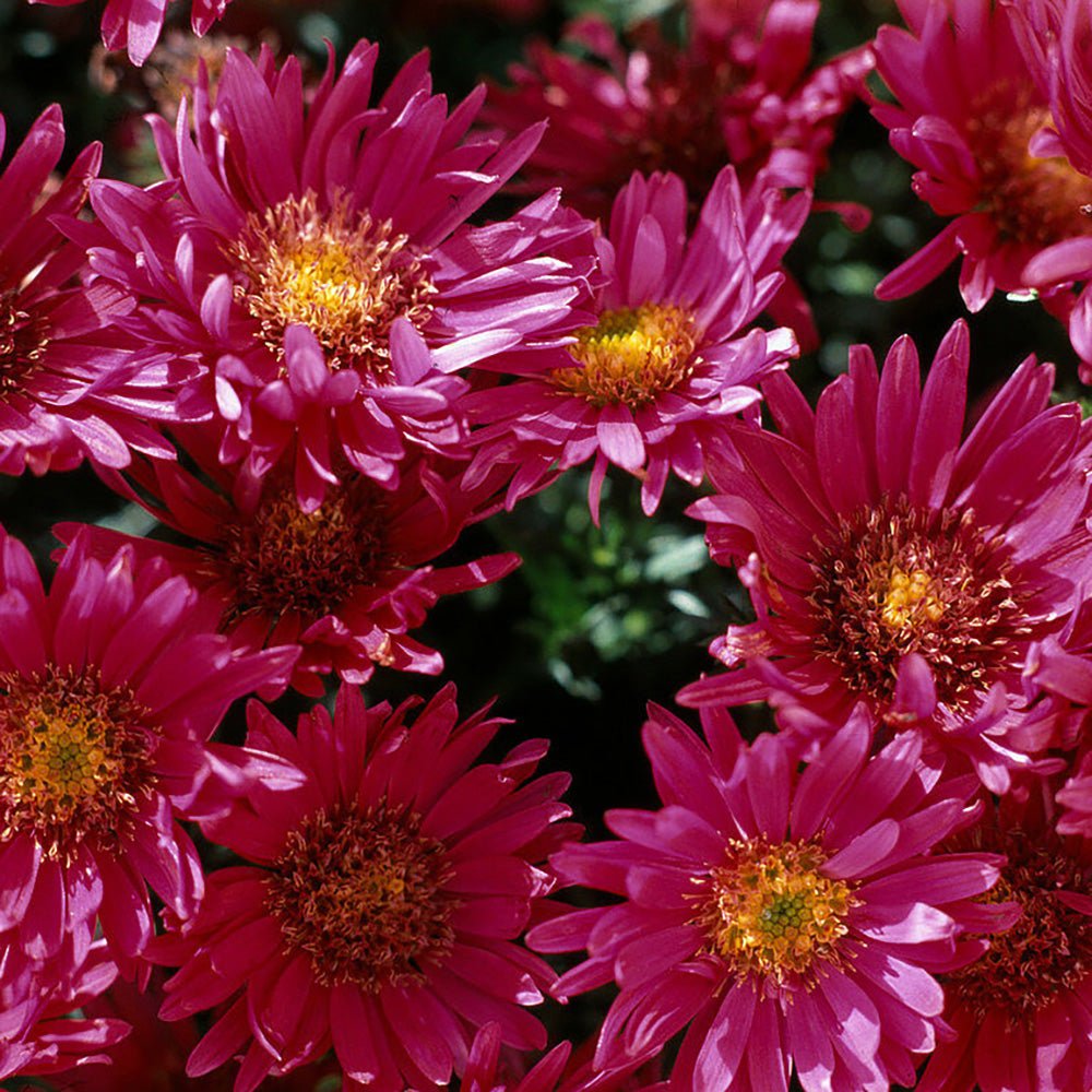 Steluta de Toamna (Aster) Royal Ruby