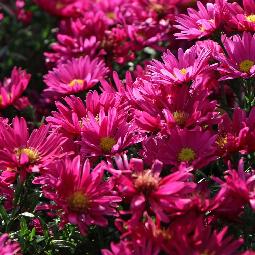 Steluta de Toamna (Aster) Royal Ruby