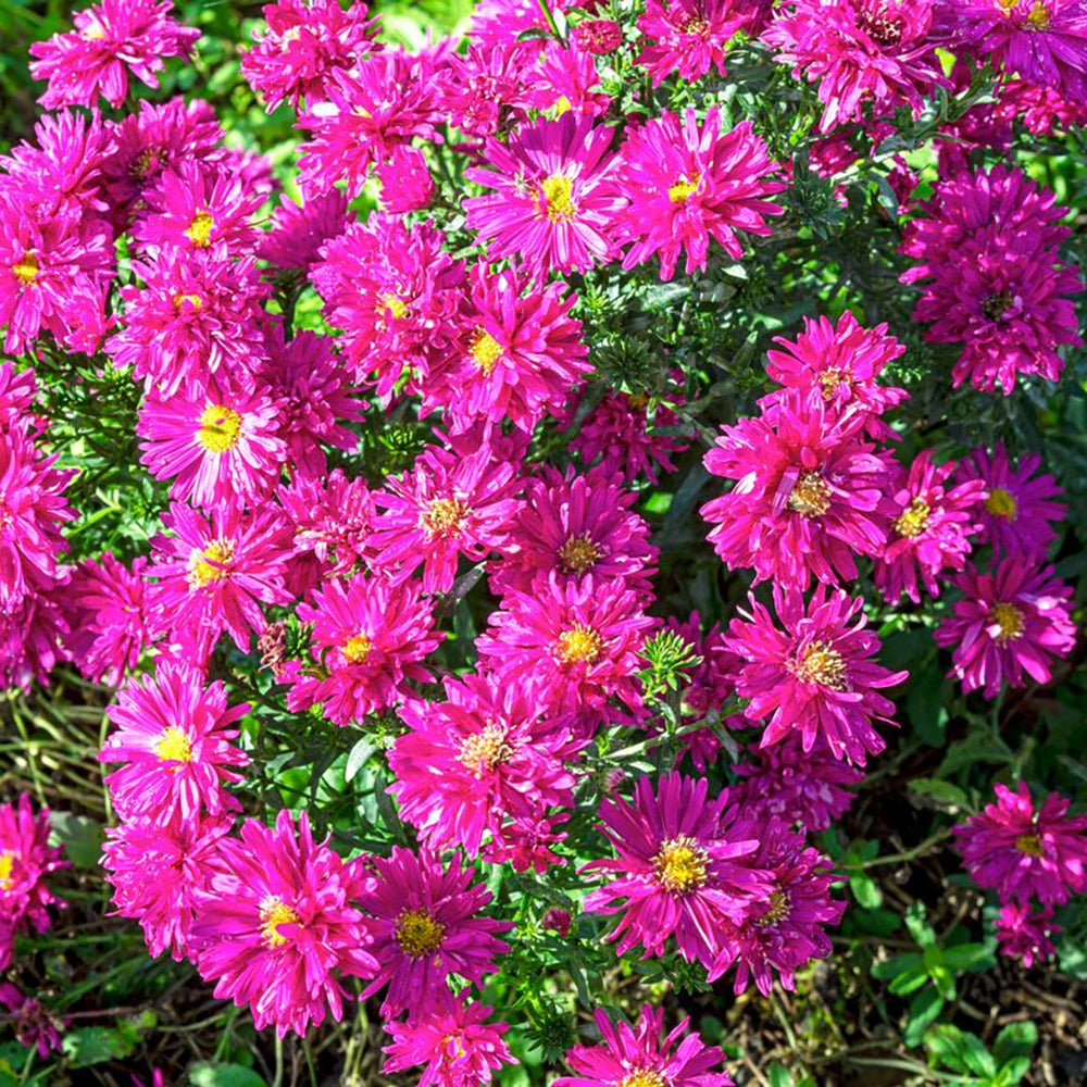 Steluta de Toamna (Aster) Royal Ruby