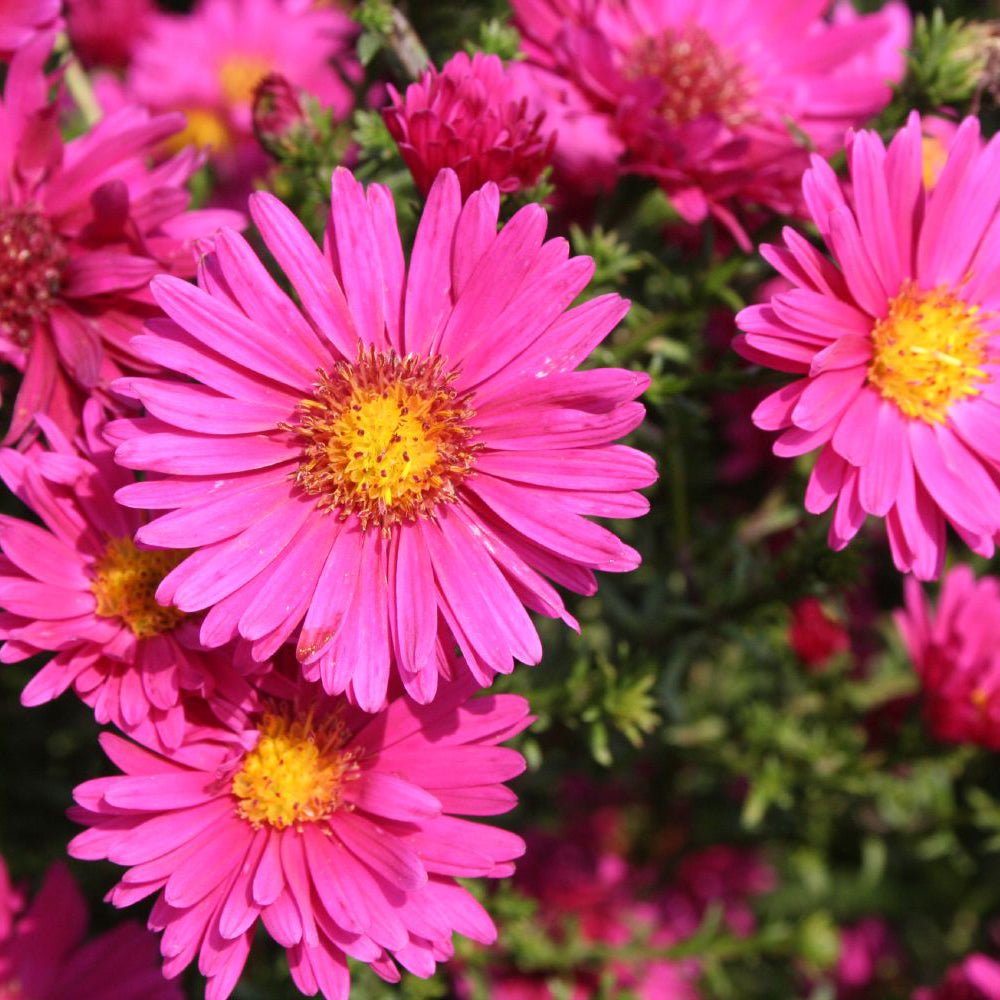 Steluta de Toamna (Aster) Royal Ruby