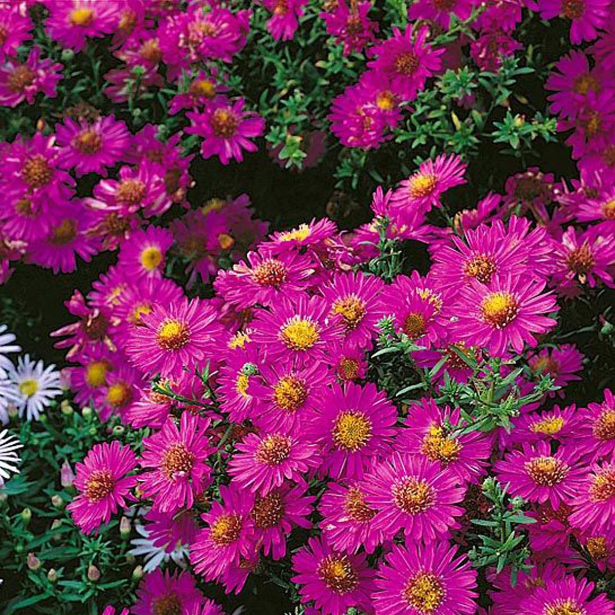 Steluta de Toamna (Aster) Starlight
