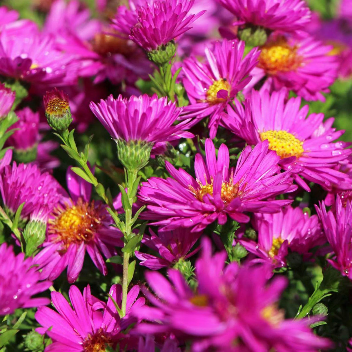Steluta de Toamna (Aster) Starlight