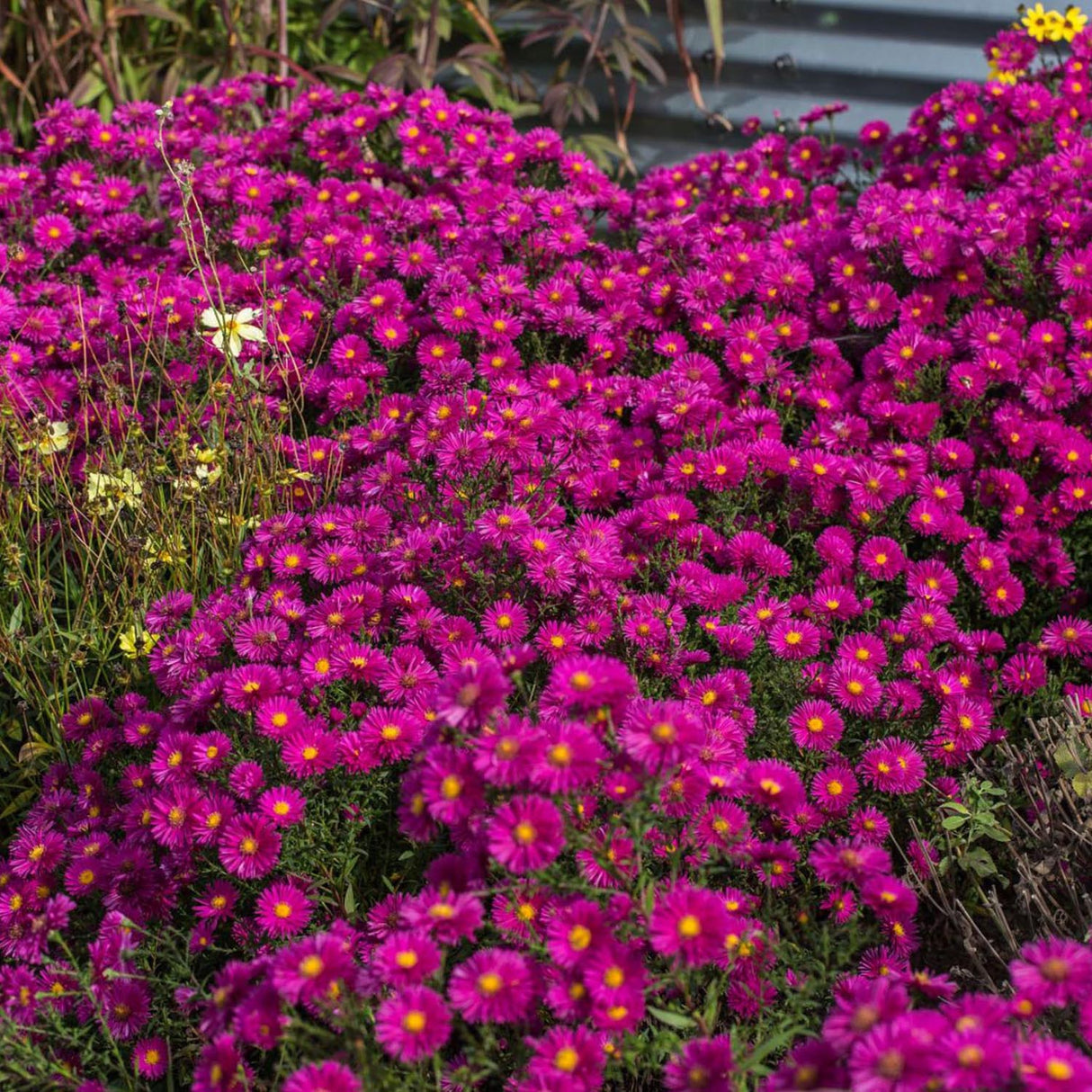 Steluta de Toamna (Aster) Starlight
