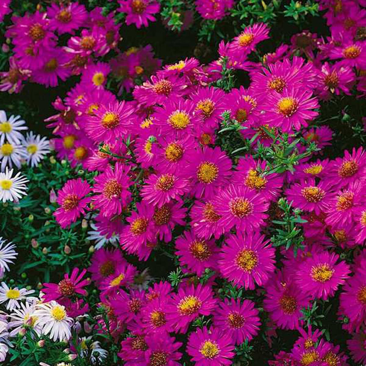 Steluta de Toamna (Aster) Starlight