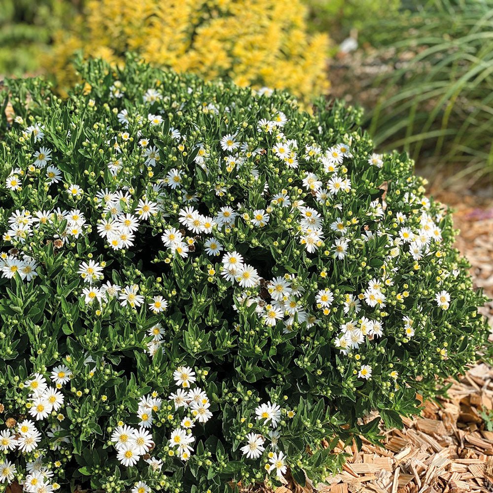 Steluta de Toamna (Aster) Starshine
