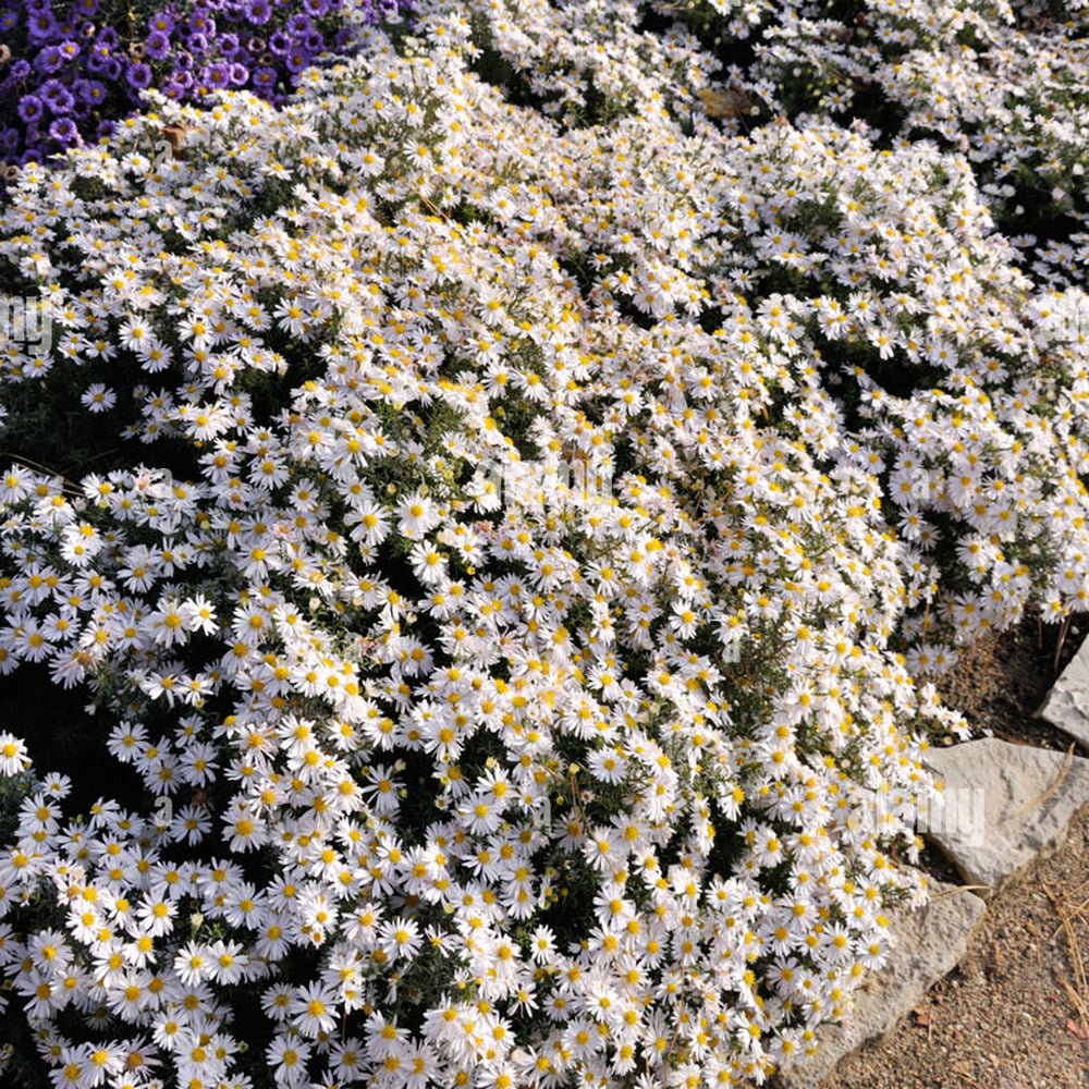 Steluta de Toamna (Aster) Starshine