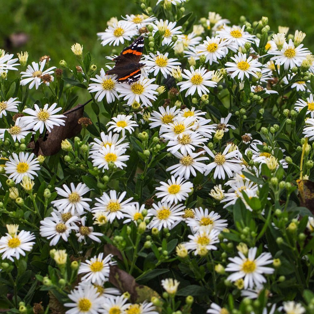 Steluta de Toamna (Aster) Starshine