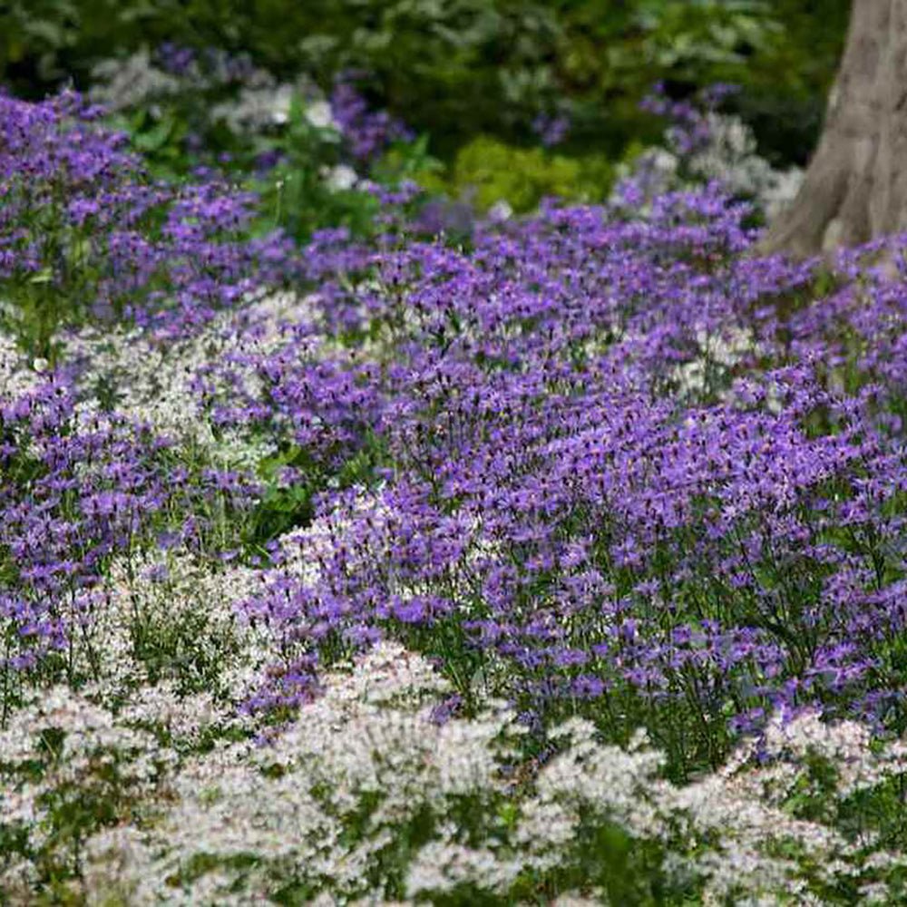 Steluta de Toamna (Aster) Twilight