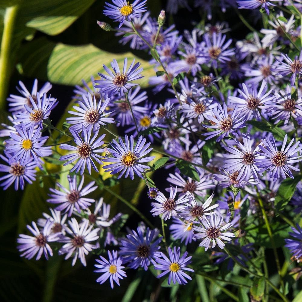 Steluta de Toamna (Aster) Twilight