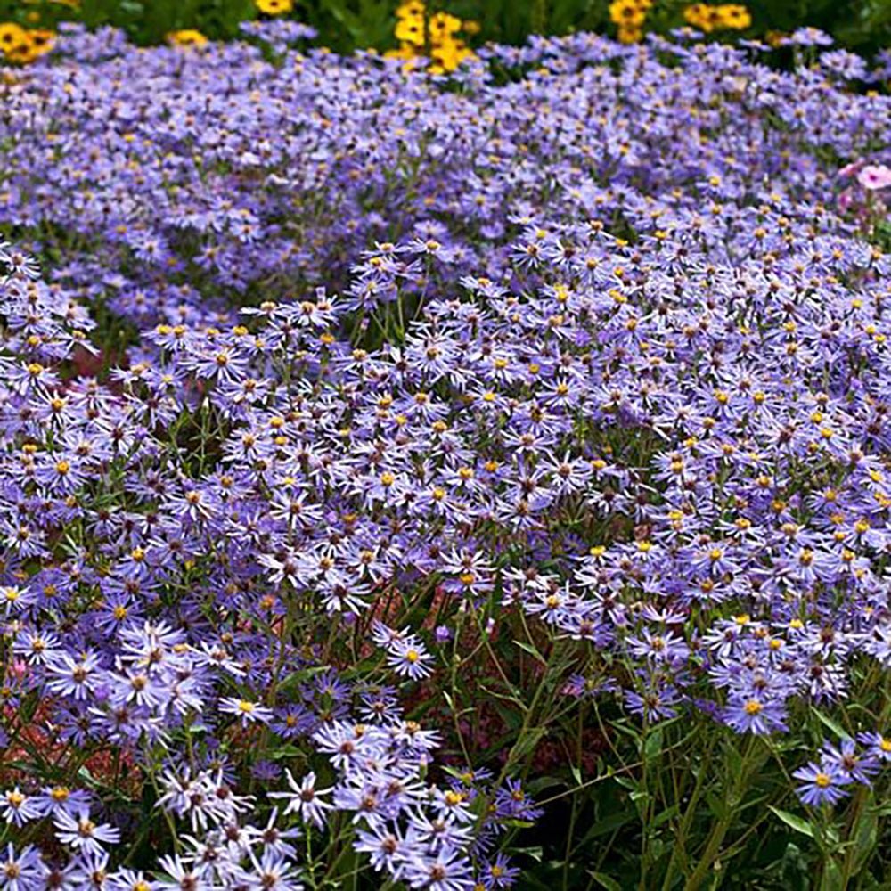 Steluta de Toamna (Aster) Twilight