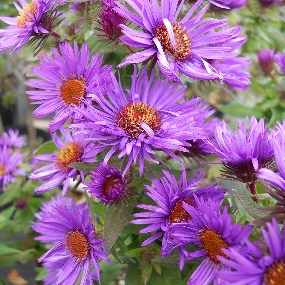 Steluta de Toamna (Aster) Violetta