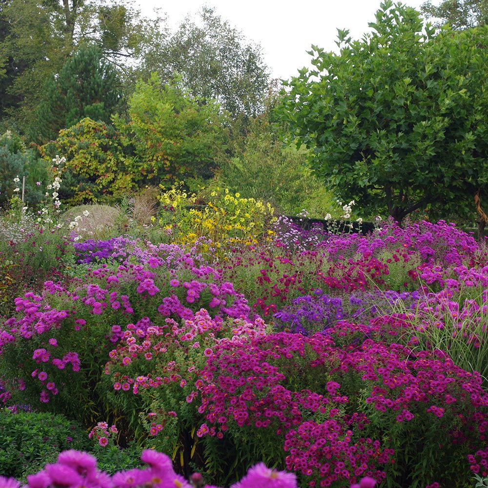 Steluta de Toamna (Aster) Violetta