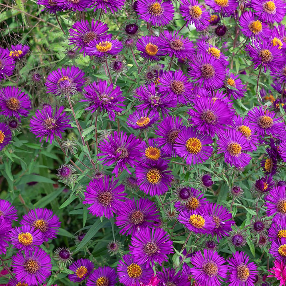 Steluta de Toamna (Aster) Violetta