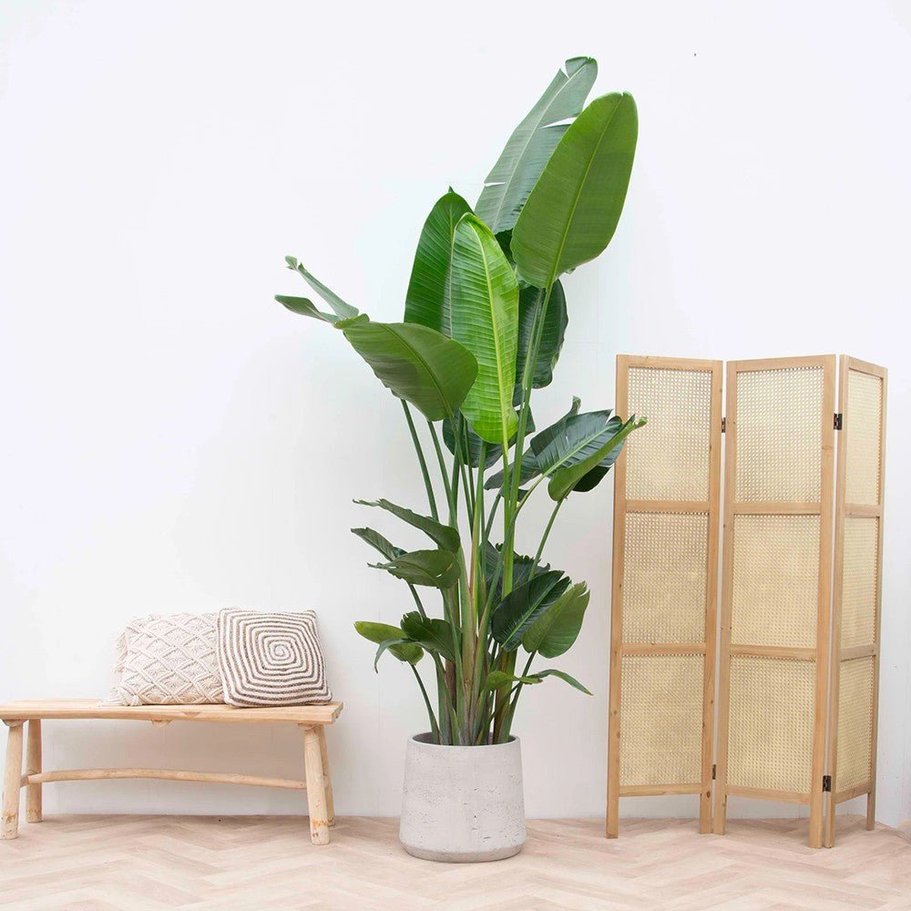 Strelitzia nicolai (Pasarea alba a paradisului) - 290 cm