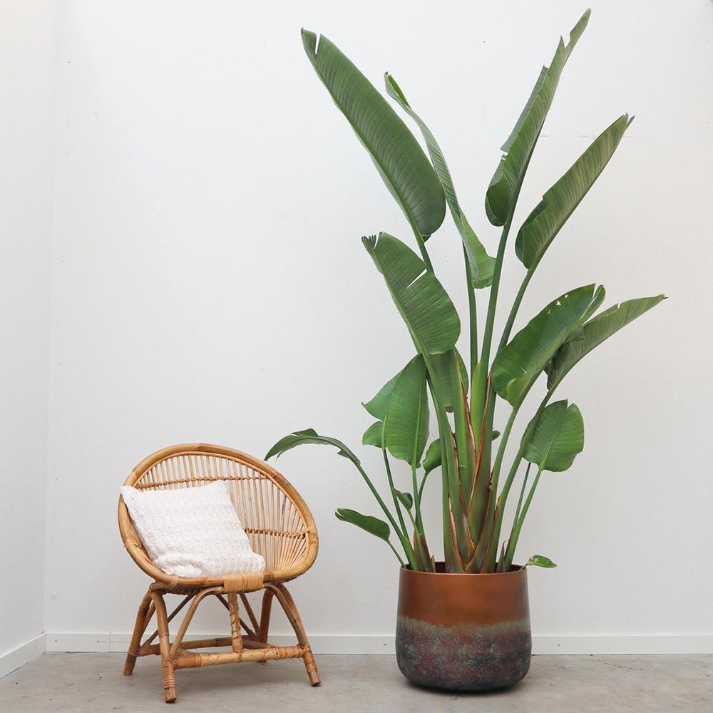 Strelitzia nicolai (Pasarea alba a paradisului) - 290 cm