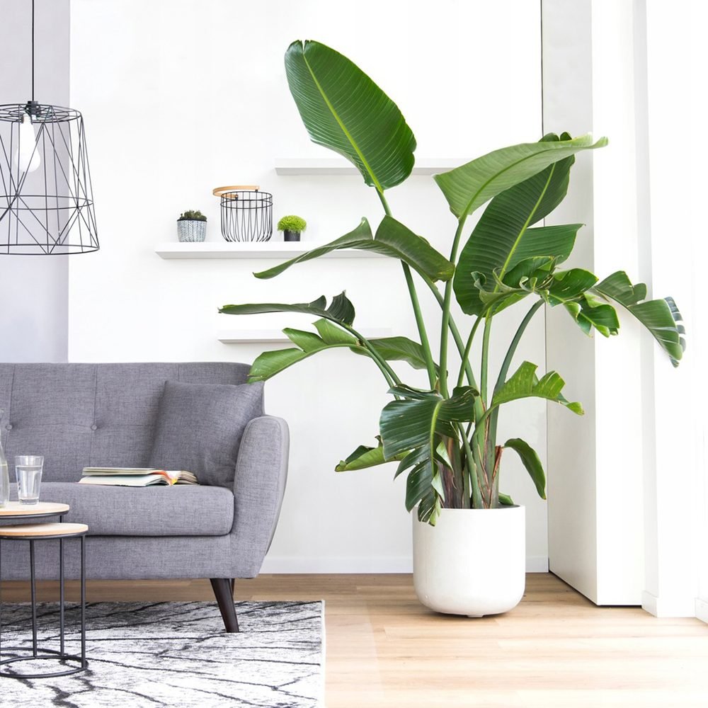 Strelitzia nicolai (Pasarea alba a paradisului) - 290 cm