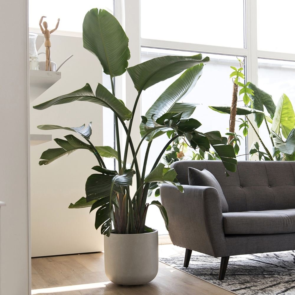 Strelitzia nicolai (Pasarea alba a paradisului) - 290 cm