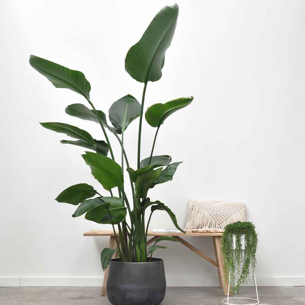 Strelitzia Nicolai (Pasarea Paradisului) - 110 cm