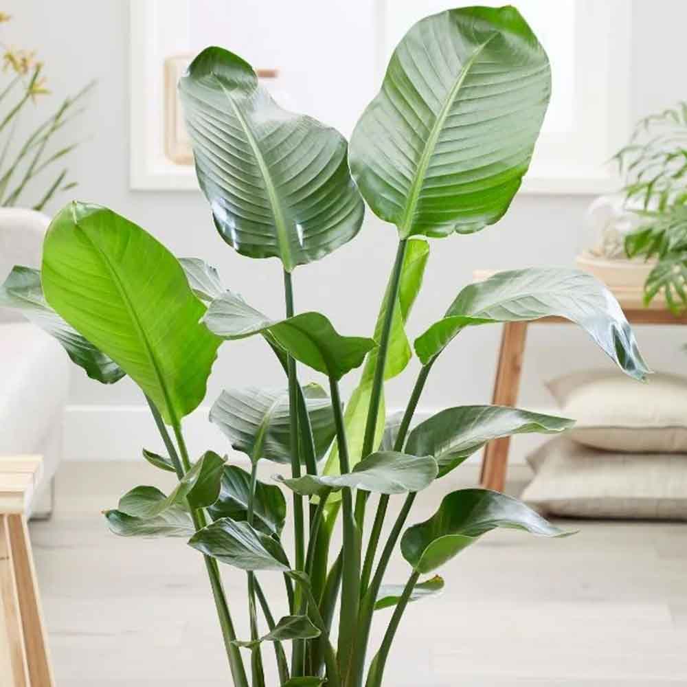 Strelitzia Nicolai (Pasarea Paradisului) - 110 cm