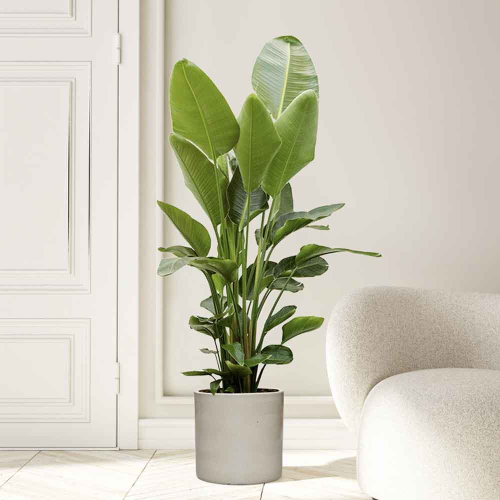 Strelitzia Nicolai (Pasarea Paradisului) - 110 cm
