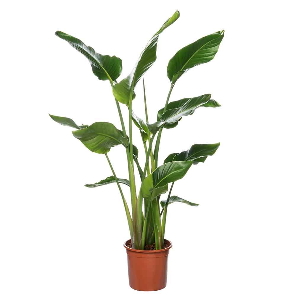 Strelitzia Nicolai (Pasarea Paradisului) - 130 cm