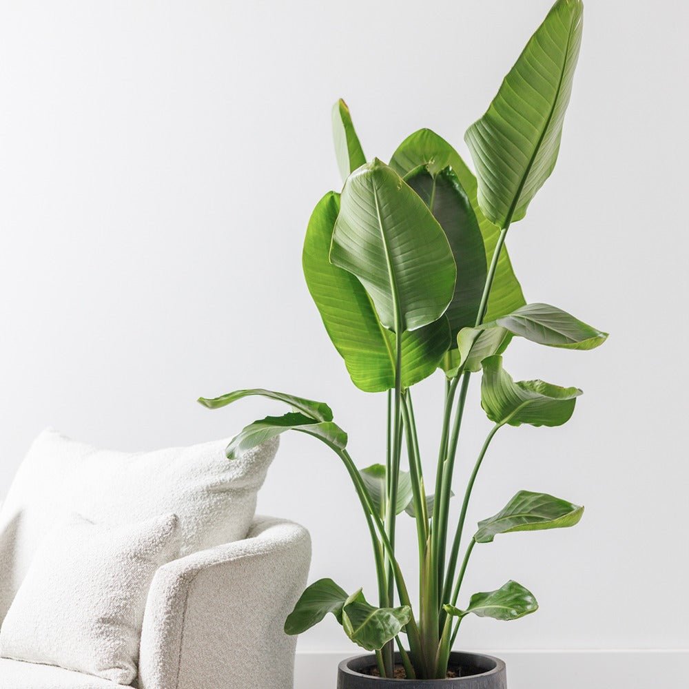 Strelitzia Nicolai (Pasarea Paradisului) - 100 cm