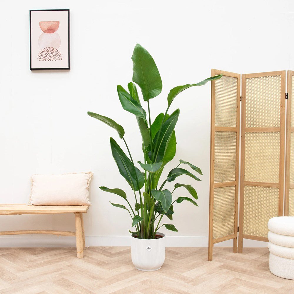 Strelitzia Nicolai (Pasarea Paradisului) - 100 cm