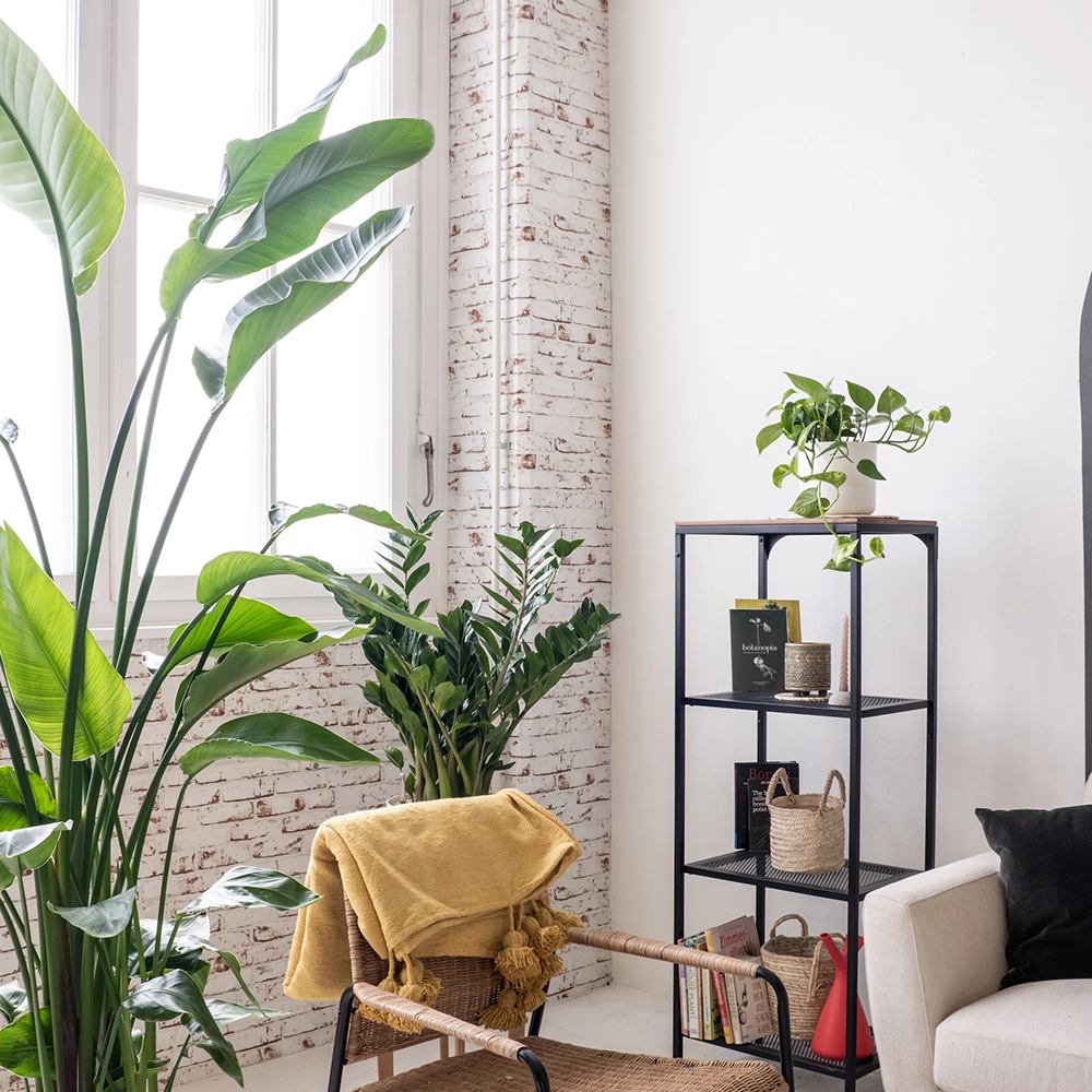 Strelitzia Nicolai (Pasarea Paradisului) - 180 cm