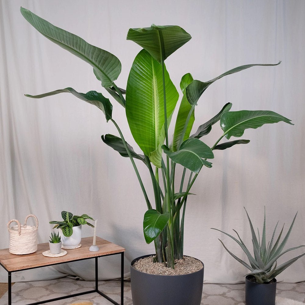 Strelitzia Nicolai (Pasarea Paradisului) - 180 cm