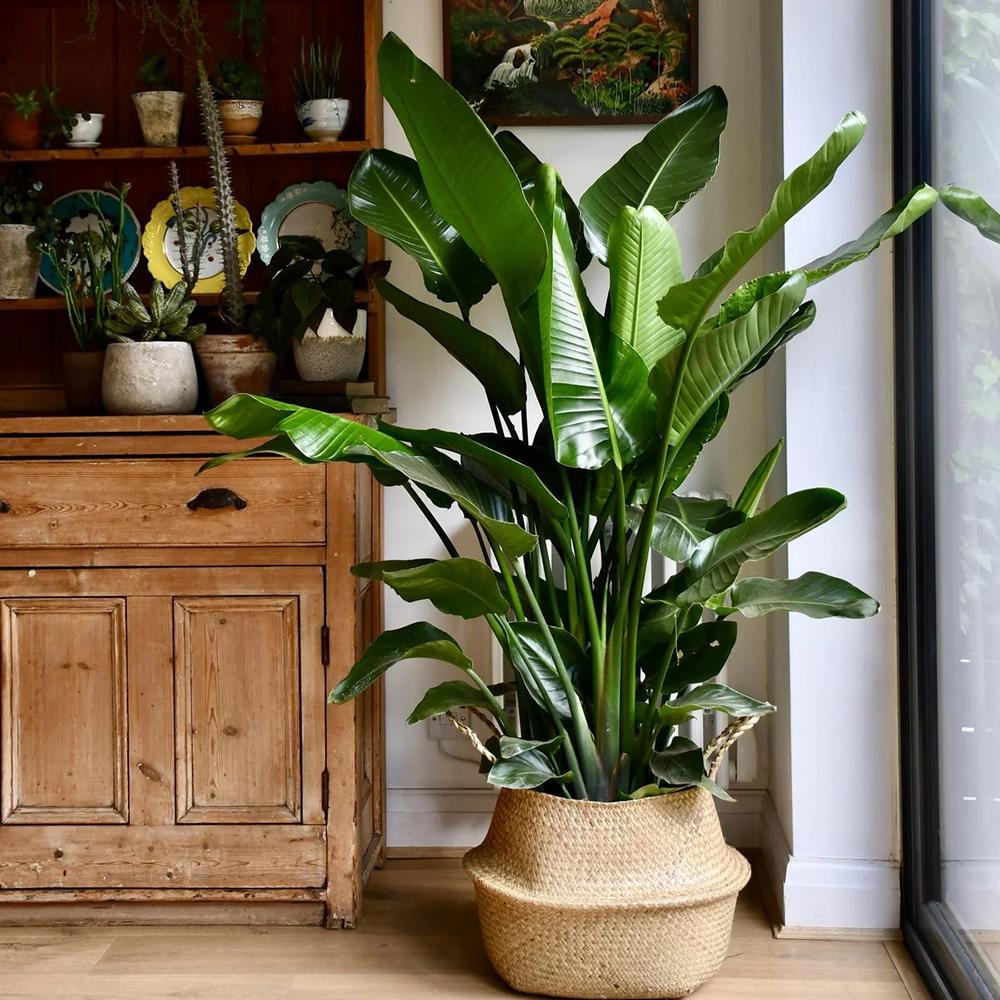 Strelitzia Nicolai (Pasarea Paradisului) - 180 cm