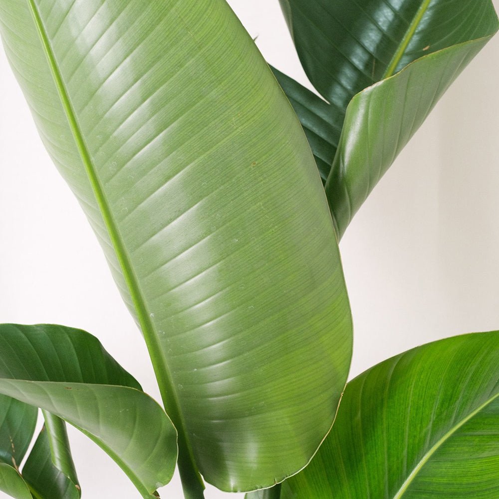 Strelitzia Nicolai (Pasarea Paradisului) - 80 cm