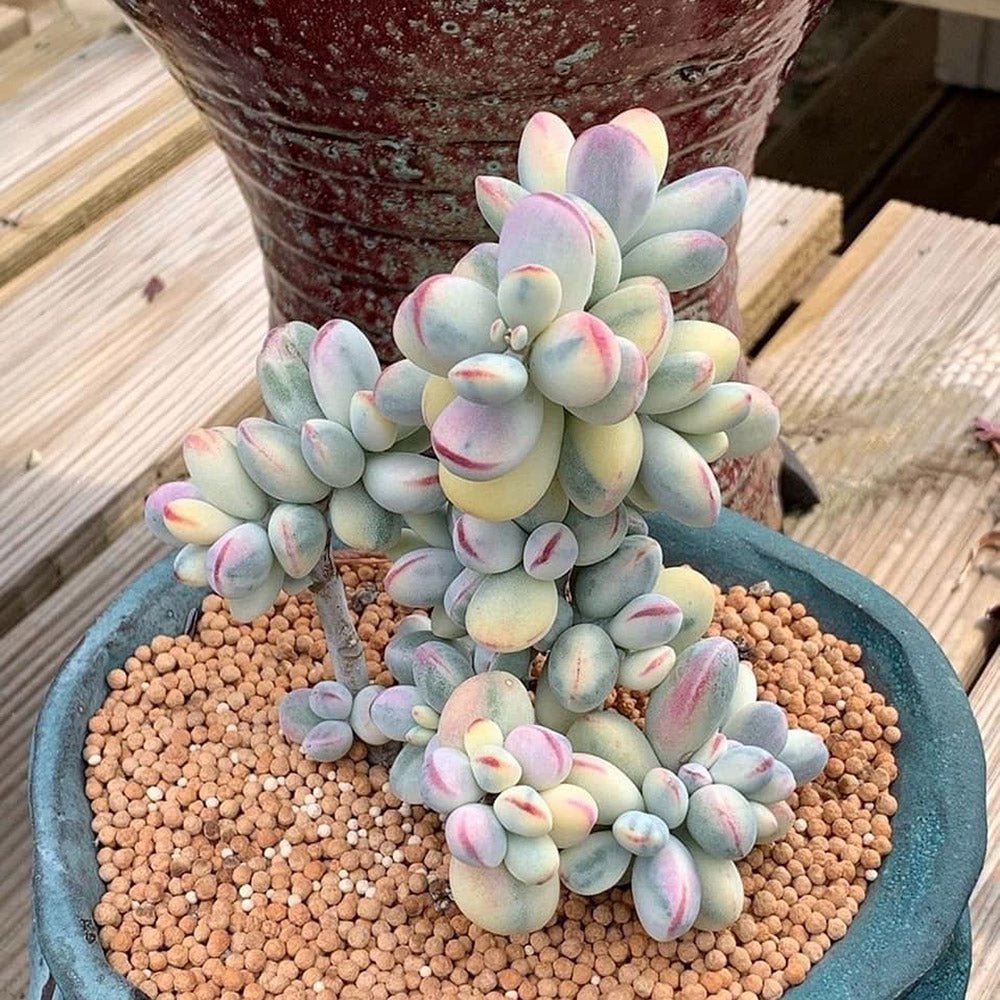 Suculenta Cotiledon Coral