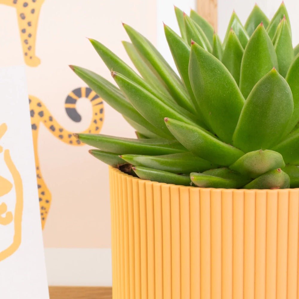 Suculenta Echeveria Miranda - 15 cm