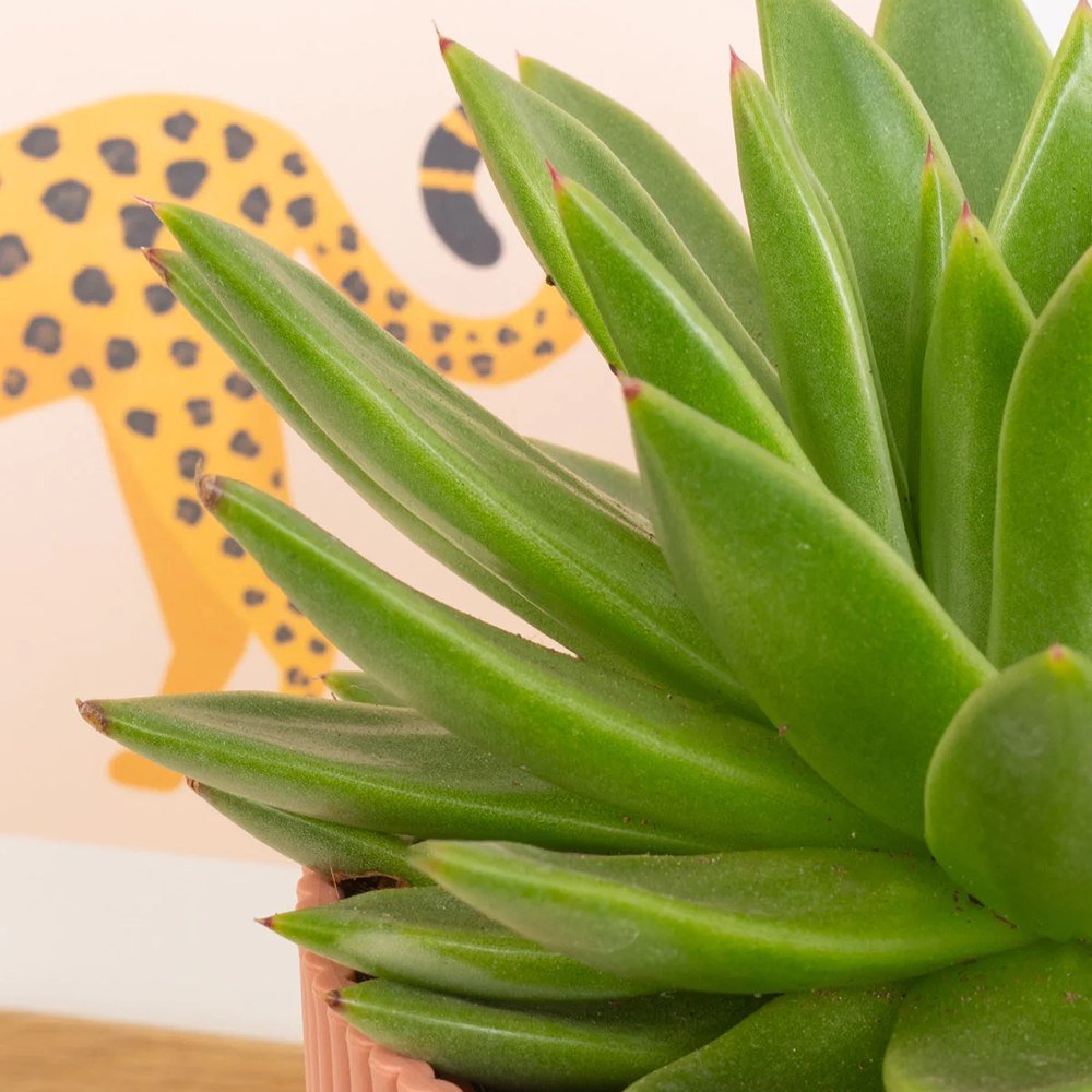 Suculenta Echeveria Miranda - 15 cm