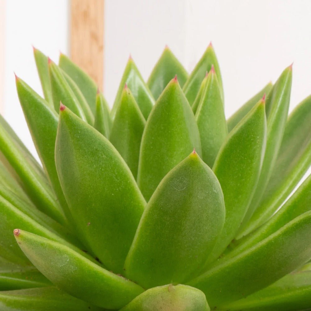 Suculenta Echeveria Miranda - 15 cm