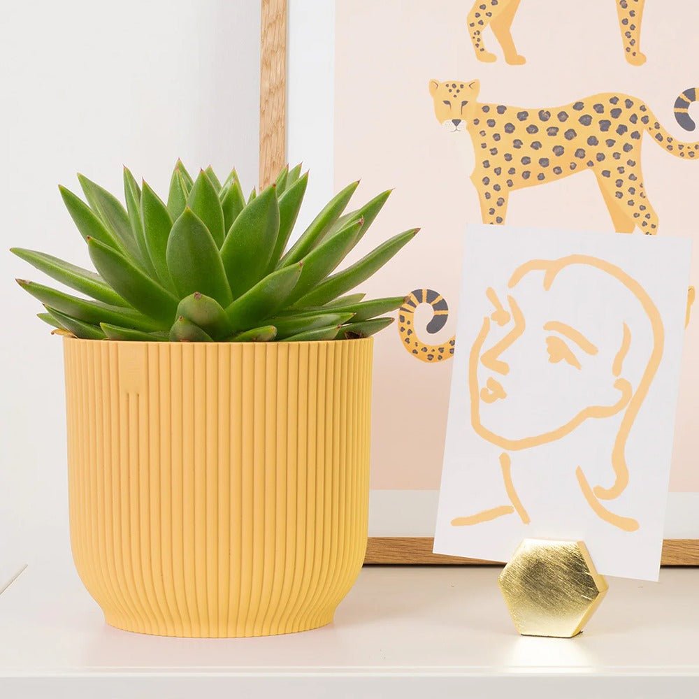 Suculenta Echeveria Miranda - 15 cm