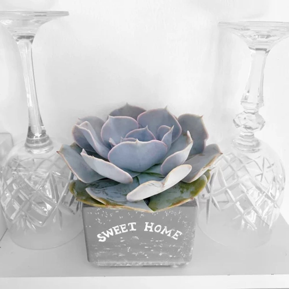 Suculenta (Echeveria) Pollux