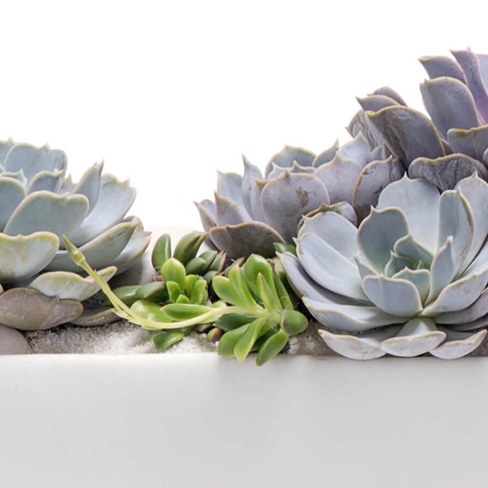 Suculenta (Echeveria) Pollux