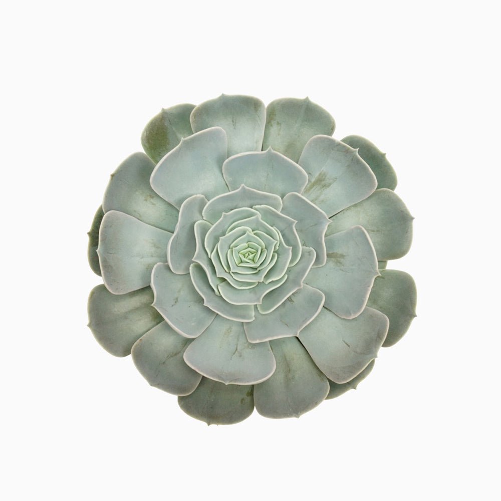 Suculenta (Echeveria) Pollux