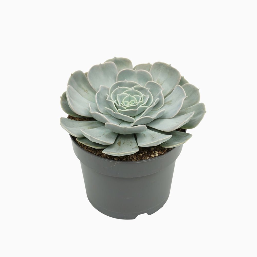 Suculenta (Echeveria) Pollux