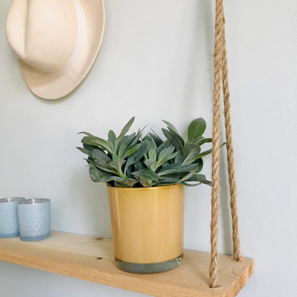 Suculenta Floarea Foc de Munte - 20 cm