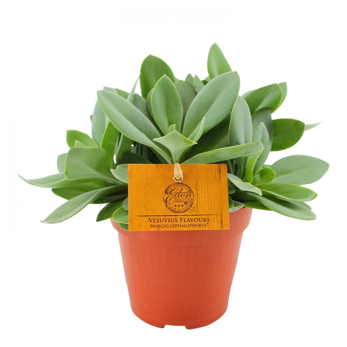 Suculenta Floarea Foc de Munte - 20 cm