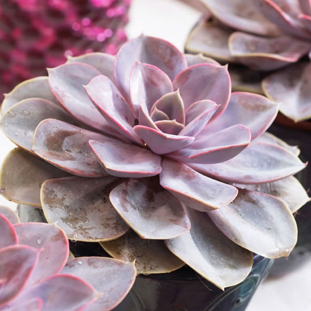Suculenta Purple Pearl - 15/20 cm