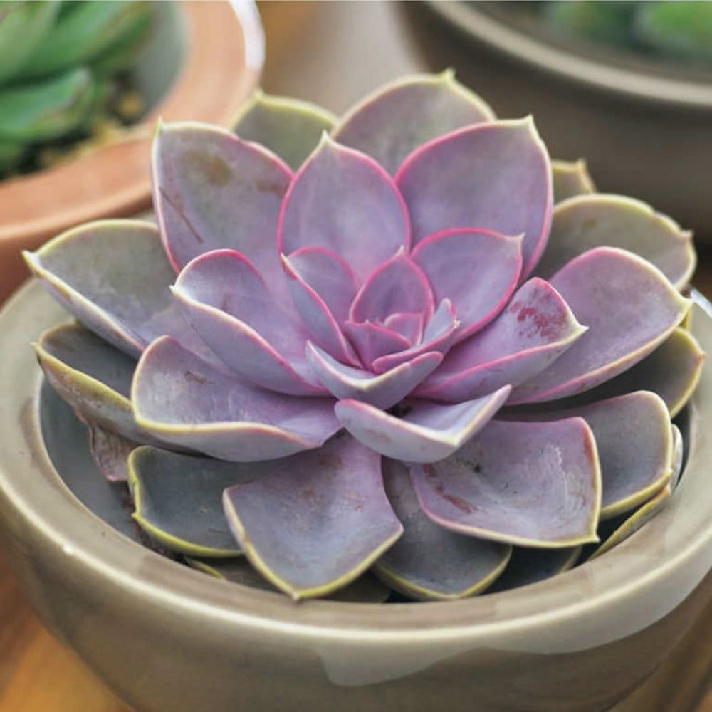 Suculenta Purple Pearl - 15/20 cm